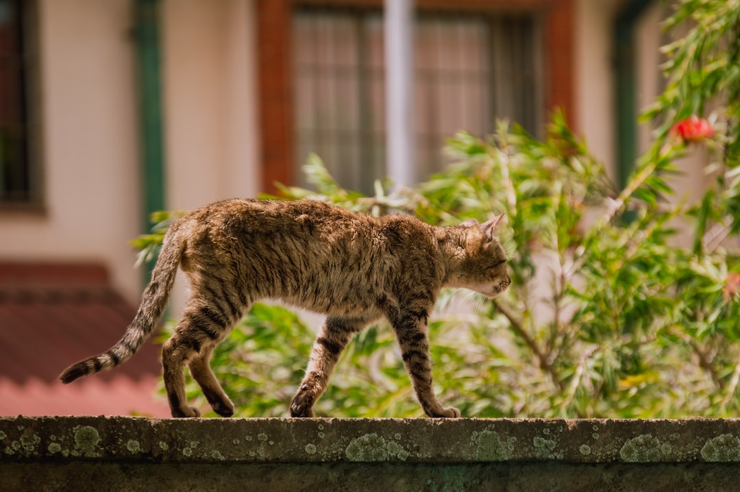 a cat walking on a ledge in front of a house