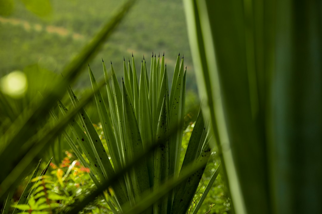a view of a lush green forest from behind a leafy plant