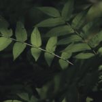 Deepfake Dollars: Quand la réalité virtuelle met la main à la poche