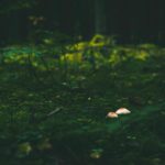 Pourquoi la WWE accélère-t-elle le rythme sur les plateformes numériques?