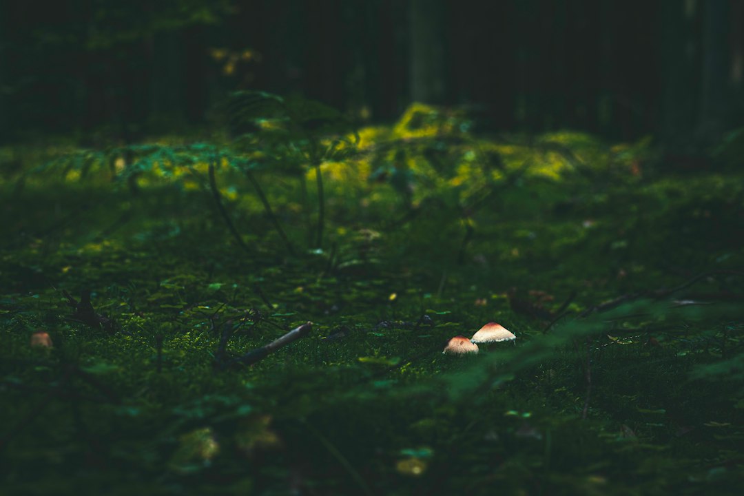 a group of mushrooms sitting on top of a lush green forest