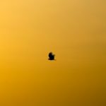 La fin de l’ère de l’information traditionnelle chez Meta ?