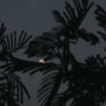 Blockchain et Décentralisation : Un Mariage de Raison ou Une Histoire d’Amour Idéaliste ?