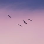 Bitcoin : Un Voyage au Sommet… Jusqu’à Nouvel Ordre !