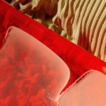 La Révolution Robo-Recyclage : Des Tri-omphes Numériques !