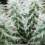 La Guerre des Prix : Quand les Smartphones Haut de Gamme Deviennent Accessibles