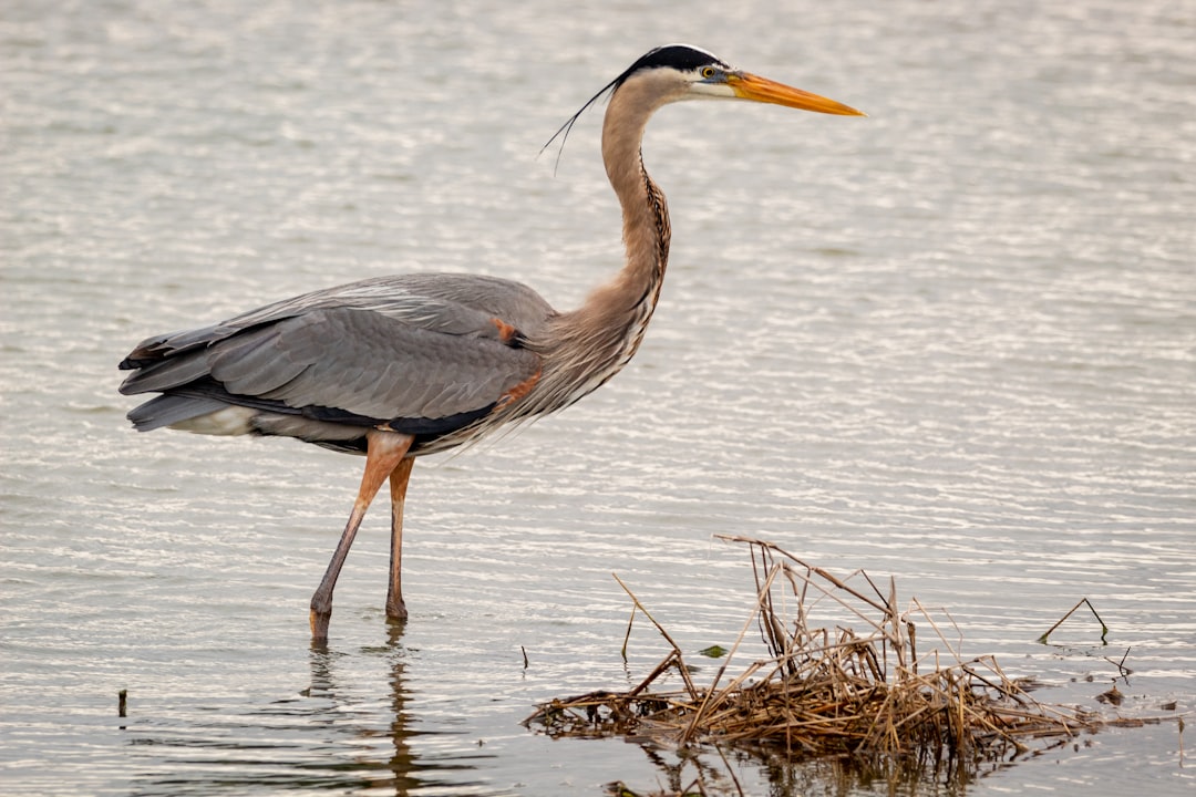 grey heron on calm water during daytime