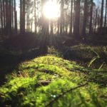 L’intelligence, c’est comme les confitures, moins on en a, plus on l’étale… même chez les IA !