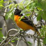 Spotify : Quand la musique fait place à l’école