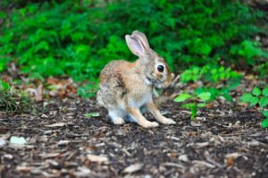 Le Rabbit R1 révolutionne-t-il l’accès à l’intelligence artificielle?