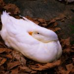 Yelp et l’IA : vers une nouvelle ère de la recherche de services ?