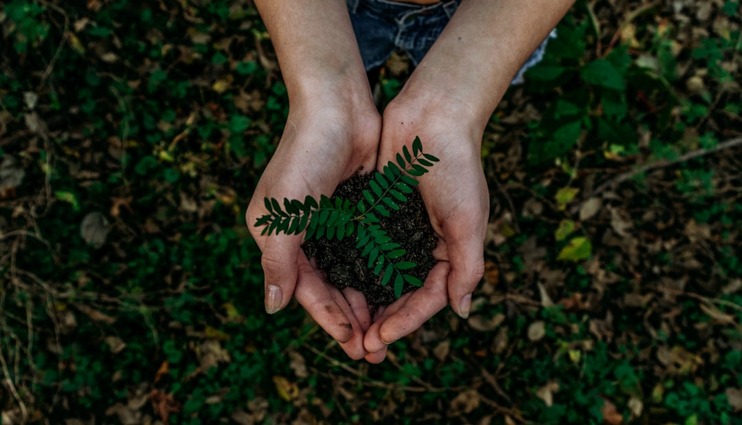 Walton et S2G Ventures : L’arbre qui cache la forêt de l’investissement climatique