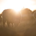 La planification de réunions par AI : Utopie ou Réalité ?