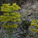 Chift peut-il devenir le leader européen des services d’intégration pour les fintechs?