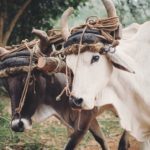 Quel est le véritable plan de Coatue avec l’intelligence artificielle ?