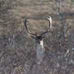 Micro-onde de Vaudeville