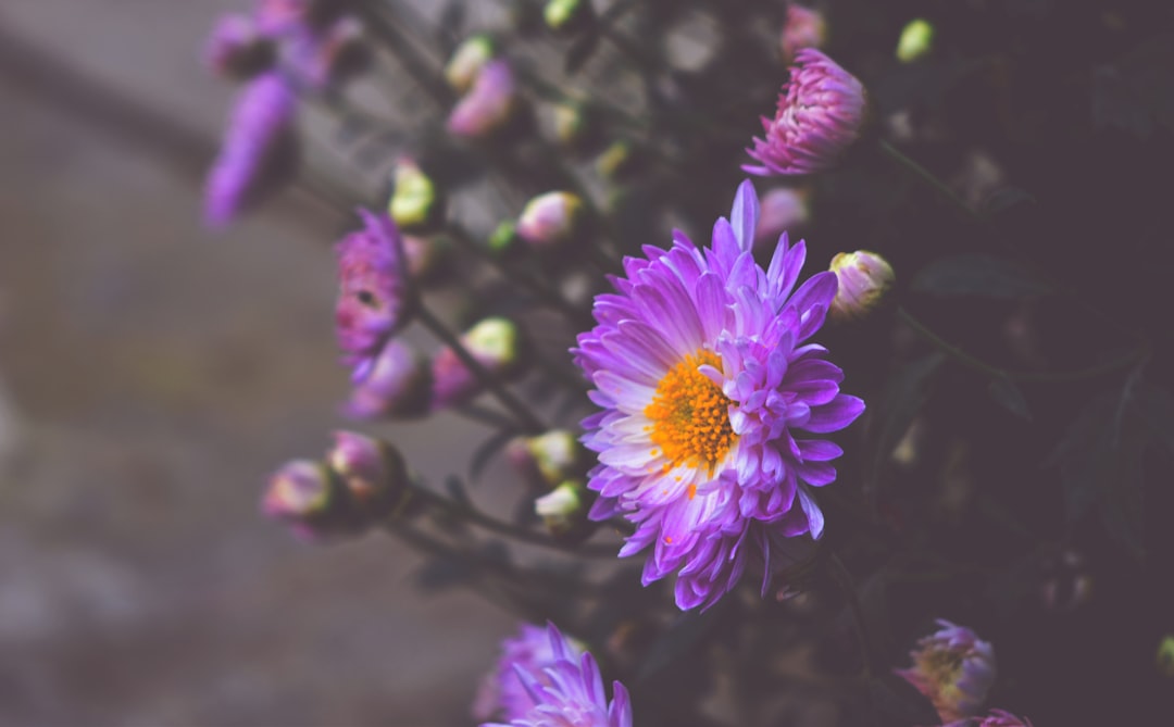 a bunch of flowers that are purple and yellow
