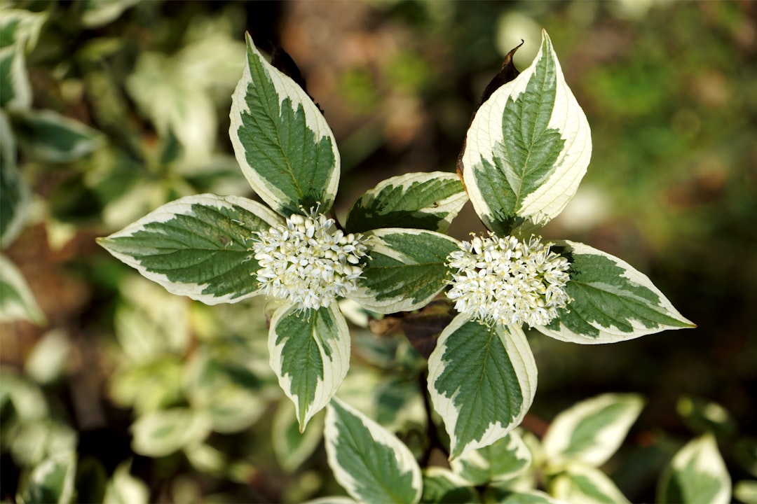 A close up of a plant with green leaves