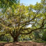 Sonos s’invite à la Streaming Party