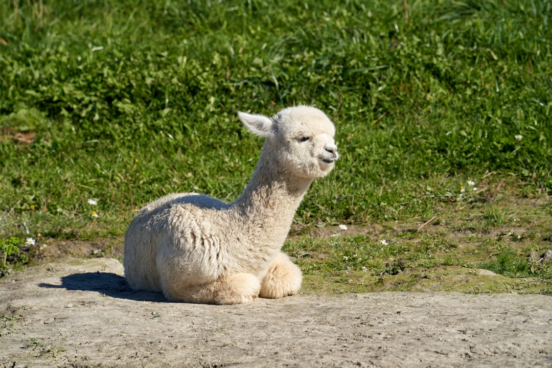 A white sheep sitting on top of a cement slab