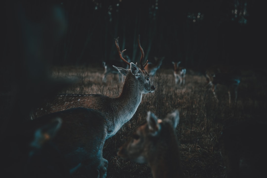 a group of deer in the dark