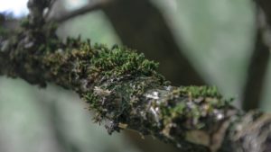 Fusion OS : Google met ses Chrome-bottes et secoue Android !