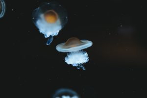 Les exoplanètes autour des naines rouges sont-elles toutes condamnées par leur étoile ?