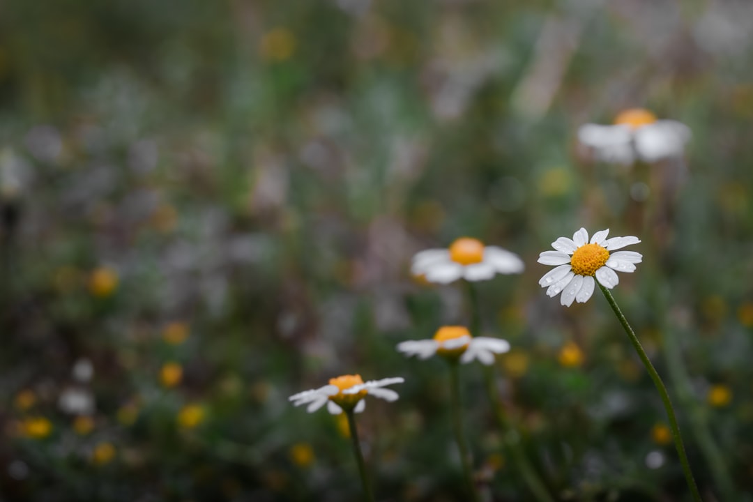 Daisies bloom amongst other wildflowers.