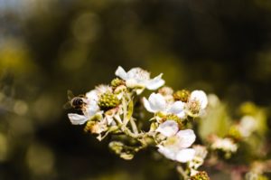 Une Keynote qui pomme l’esprit