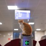 OpenAI, championne de l’intérêt général ou nouveau géant sans scrupules ?