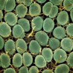 Uber peut-il battre Waymo sur le terrain du robotaxi premium à San Francisco ?