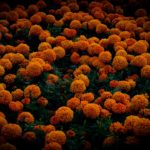 Quand la tech court sans laisse, qui tient la confiance ?