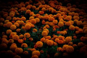 Le diagnostic médical à domicile : sommes-nous prêts pour la révolution Inito ?