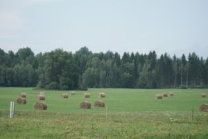 Pesticide, mon amour : quand l’IA voit le champ large