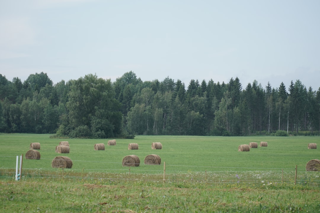 A field full of hay bales in the middle of a forest
