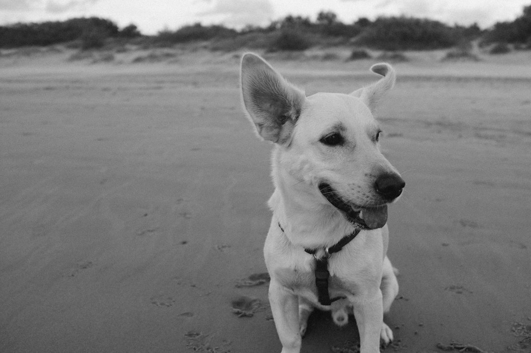 Levoit Vital Pet Pro : le purificateur d’air peut-il enfin sauver les propriétaires d’animaux ?